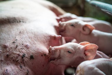 Kırsal kesimlerde domuz yetiştiriciliği. Kirli çiftlik hayvanları.