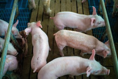 Kırsal kesimlerde domuz yetiştiriciliği. Kirli çiftlik hayvanları.