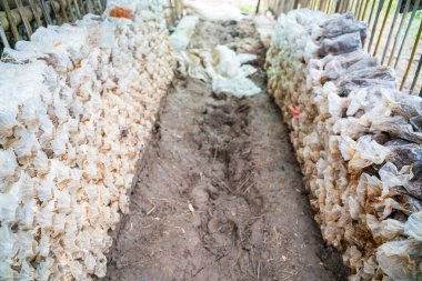 Hint İstiridye Anka Mantarı ya da Akciğer İstiridye Mantarı tarım endüstrisi