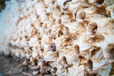 Hint İstiridye Anka Mantarı ya da Akciğer İstiridye Mantarı tarım endüstrisi