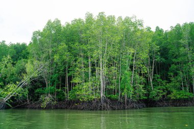 Tropikal mangrov ormanı ada nehir denizi mavi gökyüzüne karşı çevresel koruma