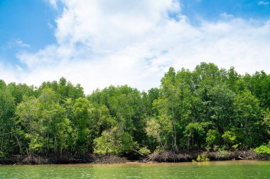 Tropikal mangrov ormanı ada nehir denizi mavi gökyüzüne karşı çevresel koruma