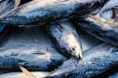 Ton balığı ambalajı deniz ürünleri pazarında omega gıda satıyor.