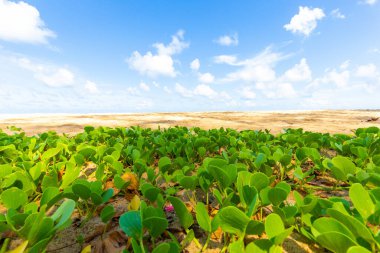 Deniz ve sahil mavi gökyüzü güneşli yaz tatili geçmişi Phuket Tayland 'da
