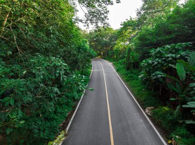 Asfalt yolda yeşil tropikal ormanın havadan görünüşü Ekosistem kavramları