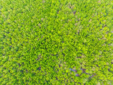 Hava manzaralı yeşil mangrov ormanları deniz koyları doğa manzarası yeşil ağaç ormanı