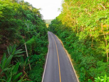 Asfalt yolda yeşil tropikal ormanın havadan görünüşü Ekosistem kavramları
