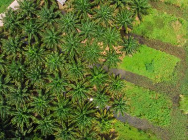 Petrol palmiyesi tarımı orman tarım endüstrisi hava görüntüsü