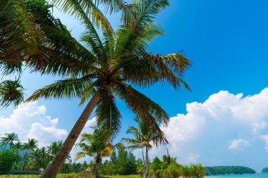 Hindistan cevizi palmiyeli tropik cennet beyaz kumsal yaz tatili konsepti.