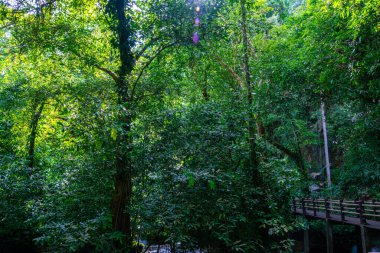 Yeşil yeşil tropikal ağaç ormanı yeşil yaprak arka plan doğa sahnesi