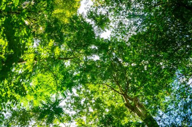 Yeşil yeşil tropikal ağaç ormanı yeşil yaprak arka plan doğa sahnesi