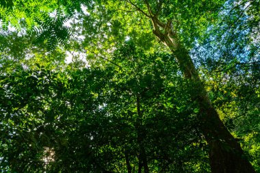 Yeşil yeşil tropikal ağaç ormanı yeşil yaprak arka plan doğa sahnesi