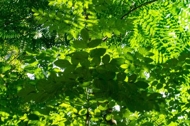 Yeşil yeşil tropikal ağaç ormanı yeşil yaprak arka plan doğa sahnesi