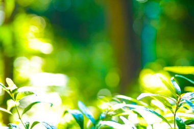 Sabah ışığı arka planına sahip yeşil ağaç yaprağı