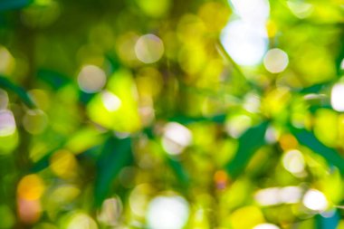 Abstract blurred bokeh green tree leaf sunshine day in park foliage nature background