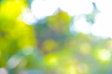 Abstract blurred bokeh green tree leaf sunshine day in park foliage nature background