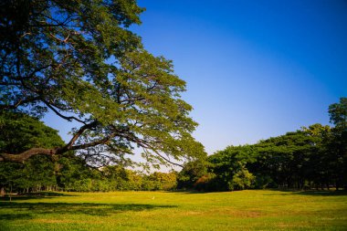 Ağaç yeşili çayır sabah güneşi manzaralı doğa yeşil şehir parkı