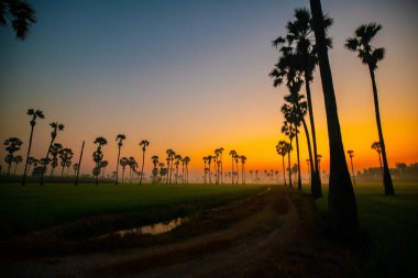 Siluet sabah güneşinin doğuşu pirinç tarlası Palmiye ağacı doğa manzarası