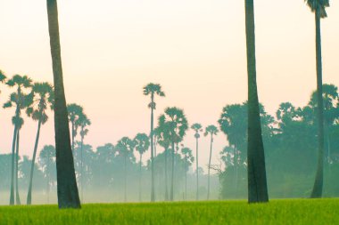 Siluet sabah güneşinin doğuşu pirinç tarlası Palmiye ağacı doğa manzarası