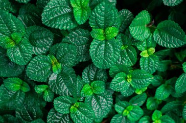 Organik bahçe arka planında yeşil taze nane ağacı, nane şekeri tıbbi bir bitkidir.