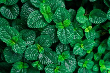 Organik bahçe arka planında yeşil taze nane ağacı, nane şekeri tıbbi bir bitkidir.