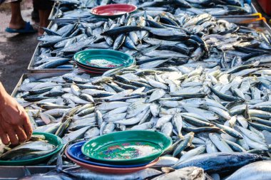 Ton balıkları yerel balıkçılık pazarında deniz ürünleri endüstrisinde satılıyor.