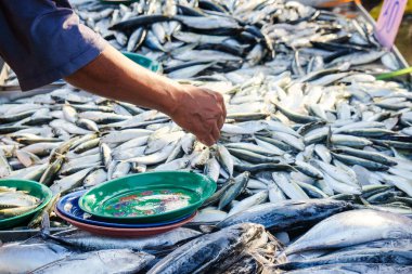 Ton balıkları yerel balıkçılık pazarında deniz ürünleri endüstrisinde satılıyor.