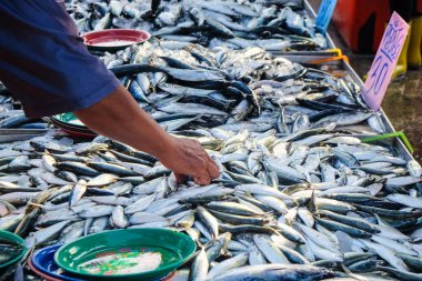 Ton balıkları yerel balıkçılık pazarında deniz ürünleri endüstrisinde satılıyor.