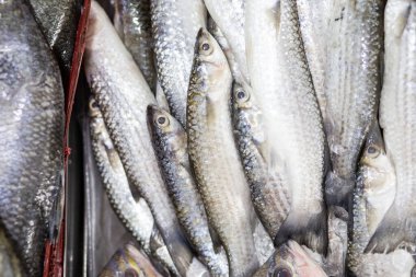Ton balığı Skipjack taze deniz ürünleri satar. Geleneksel gıda endüstrisi.