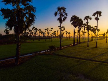 Hava manzaralı yeşil çeltik tarlası. Sabah güneşi tarım endüstrisinde yükseliyor.
