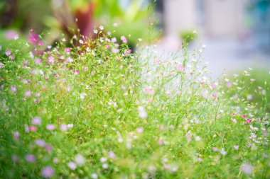 Soyut, bulanık yeşil ağaç ormanı doğanın yeşillik örtüsü güneşli bir gün