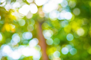 Soyut bulanık yeşil ağaç yaprağı bokeh güneş ışığı taze arka plan