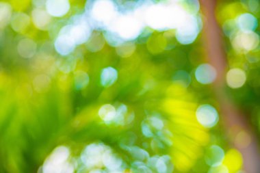 Soyut bulanık yeşil ağaç yaprağı bokeh güneş ışığı taze arka plan