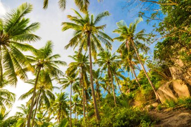 Hindistan cevizi hurma ağacı ile güzel bir plaj