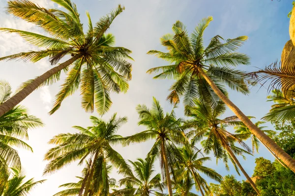 Hermosa vista en ángulo ascendente de la palmera de coco . — Foto de Stock