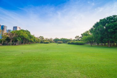 Park akşam saat ağaçları ile yeşil çim