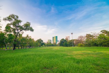 Park akşam saat ağaçları ile yeşil çim