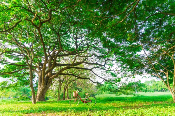 Bicicleta roja en el jardín césped verde —  Fotos de Stock