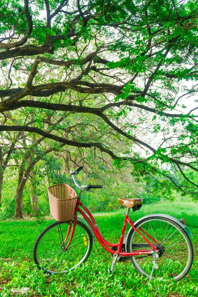 Röd cykel i trädgården gröna gräsmattan — Stockfoto