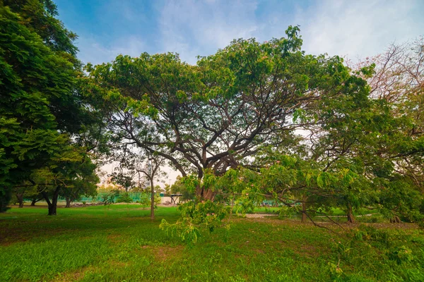 Grön gräsmatta med träd i parken kvällstid — Stockfoto