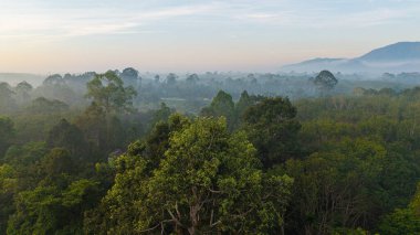 Hava manzaralı tropikal yağmur ormanı nehir eğrisi. Sis ekolojik doğa manzaralı gün doğumu.