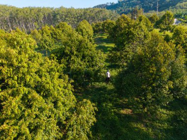 Hava manzaralı tropikal yeşil ağaç yaprağı, Asya tatlı meyve endüstrisindeki meyve ekimine dayanır.