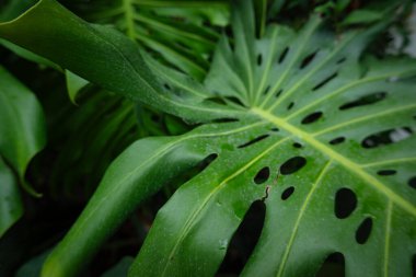 Yeşil canavar Tayland Takımyıldızı Yaprak Bitki Dokusunu