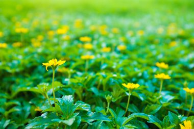 Küçük ayçiçeği yeşil yaprak sarı