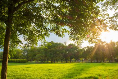 Yeşil çimenlerin üzerinde Şehir Parkı güneşli bir çayır