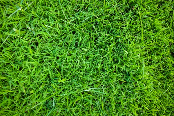 Текстура зеленой травы. — стоковое фото
