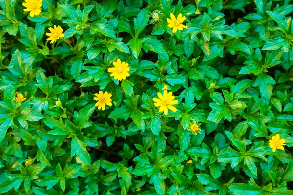 Gelbes kleines Sonnenblumenblatt — Stockfoto