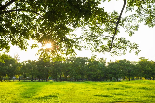 Green grass on a sunny meadow of city park — Stock Photo, Image