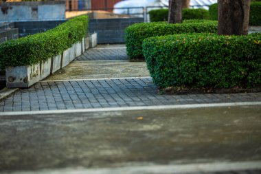 Yeşil Ağaç Şehri Köy Yolu Doğası
