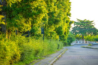 Yeşil Ağaç Şehri Köy Yolu Doğası